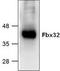 F-box only protein 32 antibody, TA318919, Origene, Western Blot image 