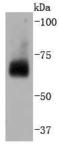 Cell Division Cycle 40 antibody, A07786, Boster Biological Technology, Western Blot image 