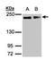 Golgin subfamily A member 3 antibody, TA308026, Origene, Western Blot image 