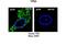 TP53 Regulating Kinase antibody, NBP1-69166, Novus Biologicals, Immunohistochemistry frozen image 