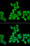 Hyaluronan And Proteoglycan Link Protein 1 antibody, 22-354, ProSci, Immunofluorescence image 