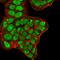 Nucleolin antibody, GTX34914, GeneTex, Immunofluorescence image 