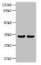 Protein rogdi homolog antibody, CSB-PA867108LA01HU, Cusabio, Western Blot image 