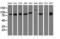 Diacylglycerol kinase beta antibody, LS-C115371, Lifespan Biosciences, Western Blot image 