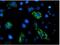 Dihydrolipoamide Branched Chain Transacylase E2 antibody, NBP2-02042, Novus Biologicals, Immunofluorescence image 