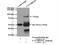 CTTNBP2 N-Terminal Like antibody, 25523-1-AP, Proteintech Group, Immunoprecipitation image 