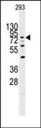 Dual Specificity Tyrosine Phosphorylation Regulated Kinase 1A antibody, AP14195PU-N, Origene, Western Blot image 