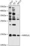 Mitochondrial Ribosomal Protein L41 antibody, 18-089, ProSci, Western Blot image 