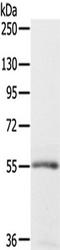 Sialic Acid Binding Ig Like Lectin 8 antibody, TA351666, Origene, Western Blot image 