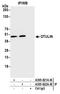 OTU Deubiquitinase With Linear Linkage Specificity antibody, A305-821A-M, Bethyl Labs, Immunoprecipitation image 