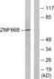 Zinc Finger Protein 668 antibody, LS-C119211, Lifespan Biosciences, Western Blot image 