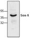 SRY-Box 1 antibody, GTX59876, GeneTex, Western Blot image 