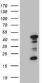 MOK Protein Kinase antibody, LS-C792584, Lifespan Biosciences, Western Blot image 
