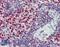 FCH Domain Only 1 antibody, LS-B3998, Lifespan Biosciences, Immunohistochemistry frozen image 