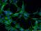 DLG Associated Protein 5 antibody, 12038-1-AP, Proteintech Group, Immunofluorescence image 