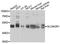 NADH:Ubiquinone Oxidoreductase Subunit A9 antibody, orb154073, Biorbyt, Western Blot image 