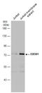 ER Degradation Enhancing Alpha-Mannosidase Like Protein 1 antibody, GTX130500, GeneTex, Western Blot image 