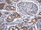 Conserved oligomeric Golgi complex subunit 6 antibody, LS-C337910, Lifespan Biosciences, Immunohistochemistry frozen image 