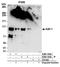 Tripartite Motif Containing 28 antibody, A304-144A, Bethyl Labs, Immunoprecipitation image 