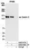 CASK Interacting Protein 2 antibody, A303-017A, Bethyl Labs, Immunoprecipitation image 