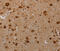Pim-3 Proto-Oncogene, Serine/Threonine Kinase antibody, MBS2522960, MyBioSource, Immunohistochemistry frozen image 