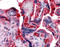 Complement Component 4B (Chido Blood Group), Copy 2 antibody, TA316579, Origene, Immunohistochemistry frozen image 