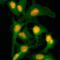 Histone H2B type 1 antibody, NBP2-61495, Novus Biologicals, Immunofluorescence image 
