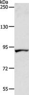 Acyl-CoA Dehydrogenase Family Member 11 antibody, PA5-50295, Invitrogen Antibodies, Western Blot image 