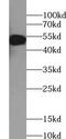 Tripartite Motif Containing 11 antibody, FNab08967, FineTest, Western Blot image 