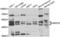 SET and MYND domain-containing protein 3 antibody, LS-C346352, Lifespan Biosciences, Western Blot image 