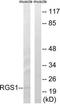Regulator Of G Protein Signaling 1 antibody, TA314443, Origene, Western Blot image 