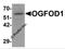 2-Oxoglutarate And Iron Dependent Oxygenase Domain Containing 1 antibody, 6177, ProSci, Western Blot image 