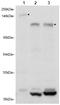 RAB11 Family Interacting Protein 3 antibody, AP09361PU-N, Origene, Western Blot image 