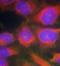 Glutamate Ionotropic Receptor NMDA Type Subunit 1 antibody, orb14669, Biorbyt, Immunocytochemistry image 