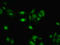 RNA Binding Motif Protein, Y-Linked, Family 1, Member A1 antibody, orb239304, Biorbyt, Immunocytochemistry image 