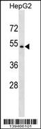 BAR antibody, 60-257, ProSci, Western Blot image 