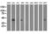 Mevalonate Kinase antibody, LS-C172969, Lifespan Biosciences, Western Blot image 