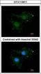 BCL2 Like 10 antibody, GTX113911, GeneTex, Immunocytochemistry image 