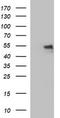 gp80 antibody, TA506855S, Origene, Western Blot image 