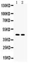 Aquaporin-4 antibody, PB9475, Boster Biological Technology, Western Blot image 