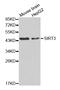 Sirtuin 3 antibody, LS-B13905, Lifespan Biosciences, Western Blot image 