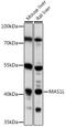 Mas-related G-protein coupled receptor MRG antibody, 16-465, ProSci, Western Blot image 