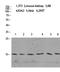 Histone H2B type 1-A antibody, STJ98688, St John