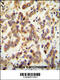 Chromosome 20 Open Reading Frame 173 antibody, 55-451, ProSci, Immunohistochemistry frozen image 