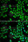 Protein Tyrosine Phosphatase Non-Receptor Type 1 antibody, A1590, ABclonal Technology, Immunofluorescence image 