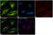 alpha-Tubulin antibody, 53-4502-80, Invitrogen Antibodies, Immunofluorescence image 