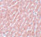 POU Class 5 Homeobox 1 antibody, A00174, Boster Biological Technology, Immunohistochemistry frozen image 