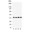 Prohibitin 2 antibody, R31054, NSJ Bioreagents, Western Blot image 