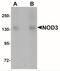 NLR Family CARD Domain Containing 3 antibody, NBP2-41123, Novus Biologicals, Western Blot image 