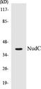 Nuclear Distribution C, Dynein Complex Regulator antibody, EKC1411, Boster Biological Technology, Western Blot image 